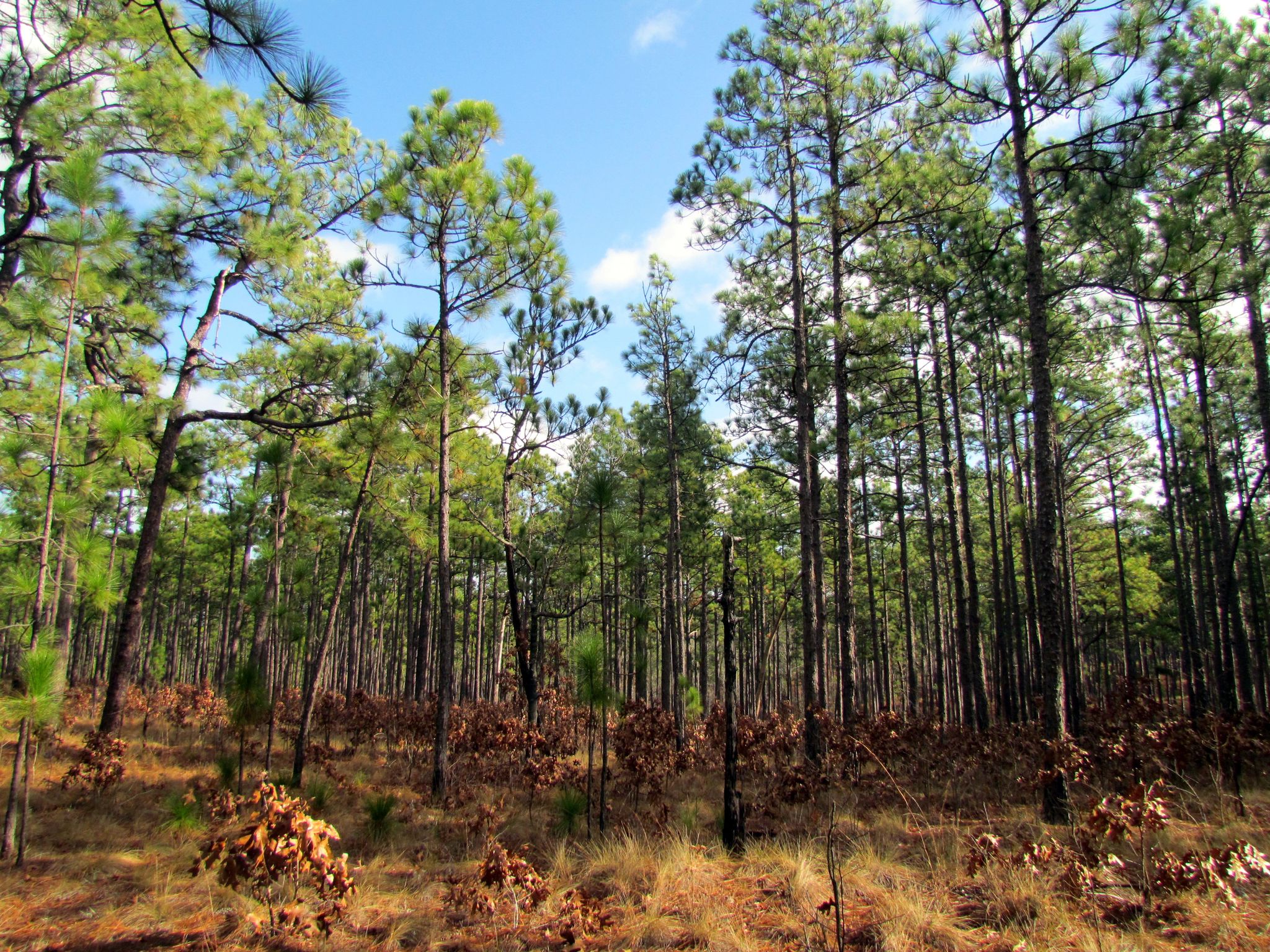 Weymouth Woods Sandhills Nature Preserve